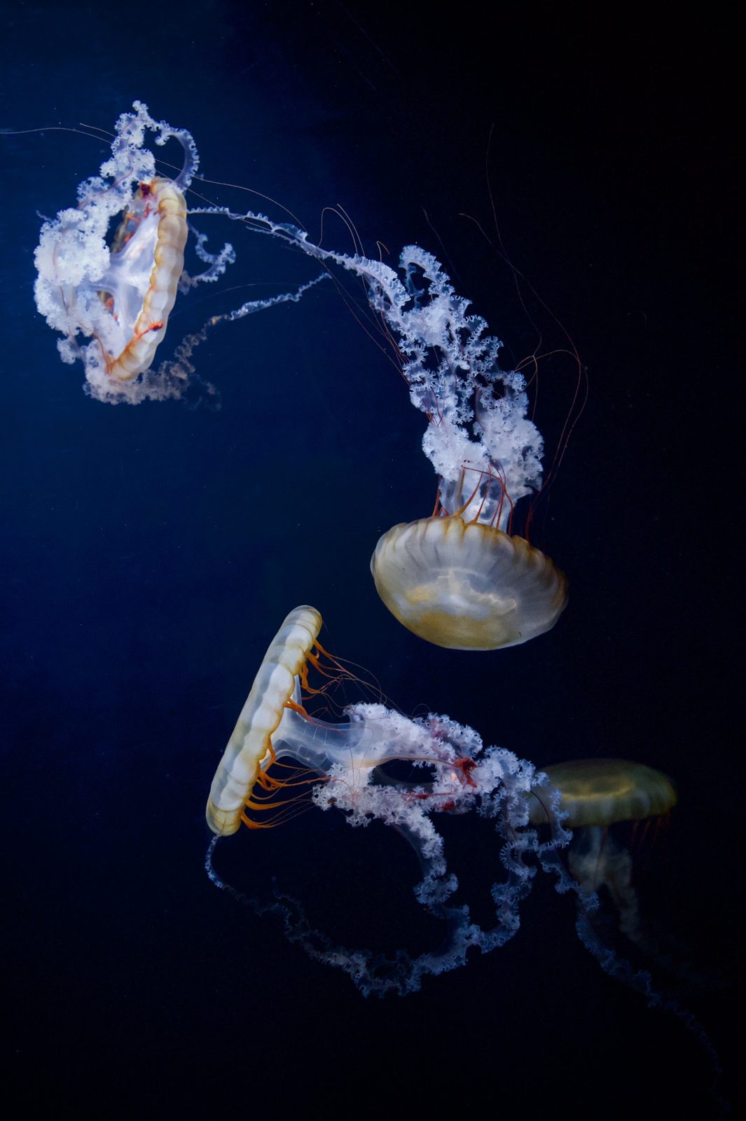 Jellyfish drifting against a dark blue background